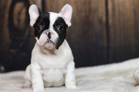 black pied french bulldog puppies tomkings kennel