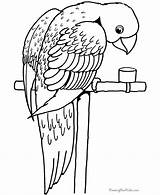 Coloring Parrot Bird Pages Animals sketch template