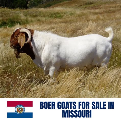 boer goats  sale  missouri current directory  boer goat breeders  missouri boer goat