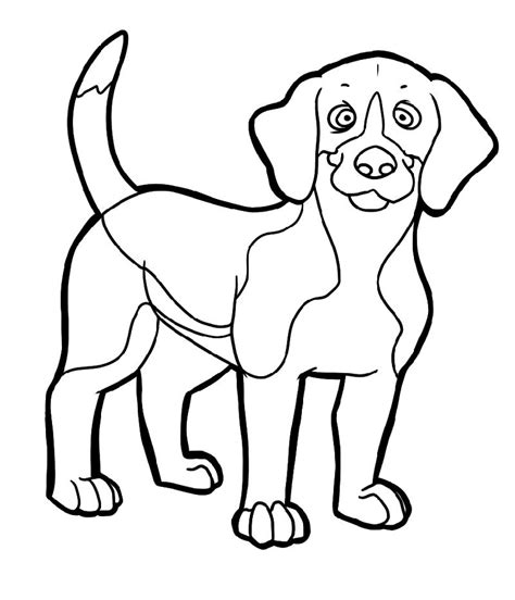 beagle  regarded   scent hound  sniffer dog