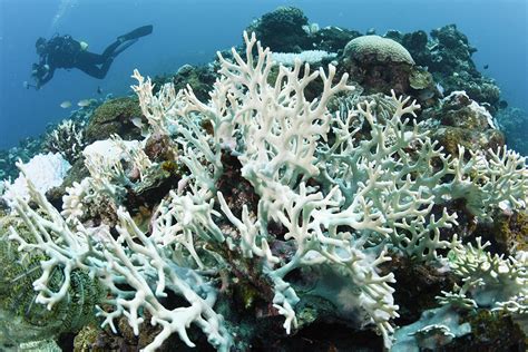 worst  coral bleaching event continues  fourth year  scientist
