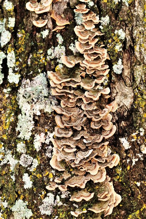 brown bracket fungus  tree  stock photo public domain pictures