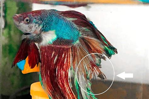 sungrow betta fin rot treatment catappa indian almond leaves betta