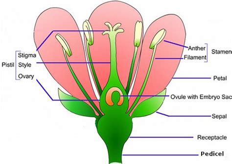 Sexual Reproduction In Plants Angiosperms Online
