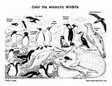 Antarctica Antarctic Habitats Tundra Exploringnature Artic Ecosistemas 1042 Penguin Designlooter Coloring4free Coloringhome Azcoloring 84kb 612px sketch template