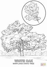 Coloring Tree State Maryland Pages Drawing Printable sketch template