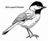 Chickadee Coloring Clipart Bird Pages Capped Chickadees Drawing Birds Cliparts Drawings Chicadee Colouring Watercolor Projects Library 91kb 256px sketch template