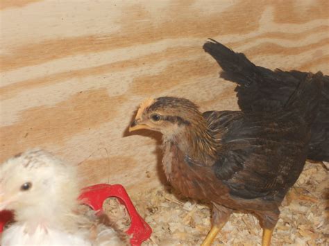 Sex Of 4 Week Old Light Brown Leghorn Backyard Chickens