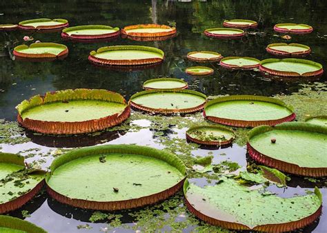 visit manaus on a trip to brazil audley travel