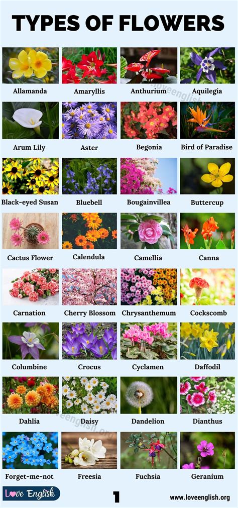 flowers vocabulary esl membership