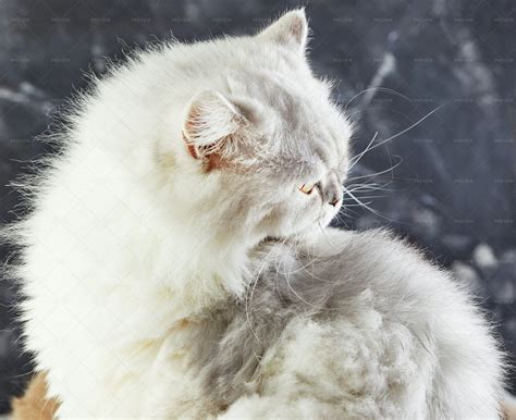white british cat stock  motion array