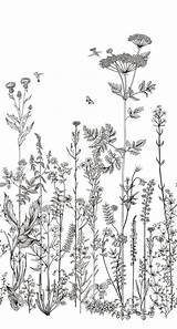 Line Wildflower sketch template