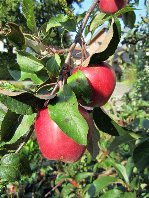 apple tree apfelbaum natural red fruit nature apple tree