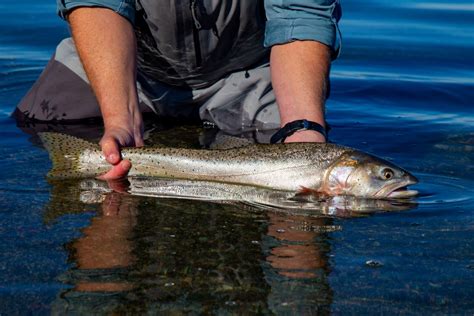 pyramid lake nv    place  fish  rare cui ui fish