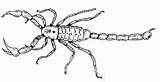 Scorpion Alacranes Scorpio Coloriages Escorpiones Animados Chachipedia Colorier sketch template