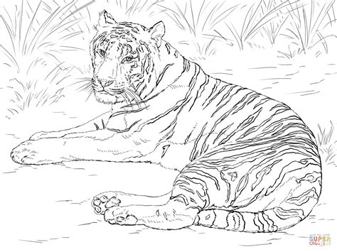 siberian tiger laying  coloring page  printable coloring pages