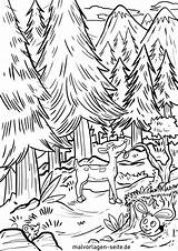 Wald Ausmalbild Malvorlage Ausmalbilder Herunterladen Ganzes Kinderbilder Natur Nadelwald sketch template