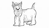 Dog Template Scottie Coloring Templates sketch template