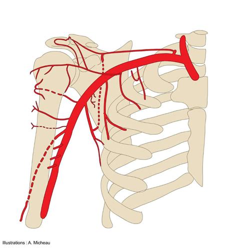 circumflex scapular artery jiotower