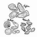 Oysters Oyster Coloring Scallop Vector Drawing Graphic Mussels Ocean Shellfish Mussel Pages Sea Scallops Illustrations Seafood Drawings Line Getdrawings Book sketch template