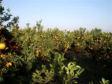 oranges garden  photo  freeimages