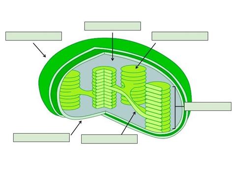 chloroplast structure diagram quizlet