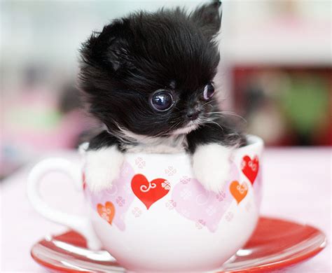 adorable pics  tea cup puppies cute teacup puppies cute animals