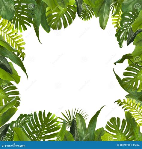 tropical jungle leaves background stock image image of green
