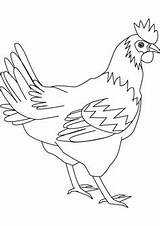 Hen Drawing French Coloring Drawings Paintingvalley sketch template