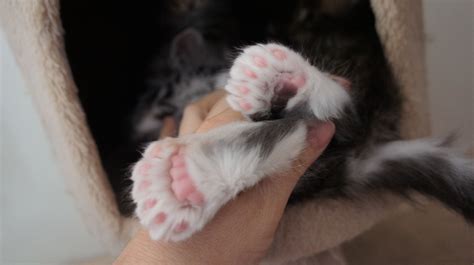 polydactyl paws hanzo tabby litter black silver paw babies animals babys animales