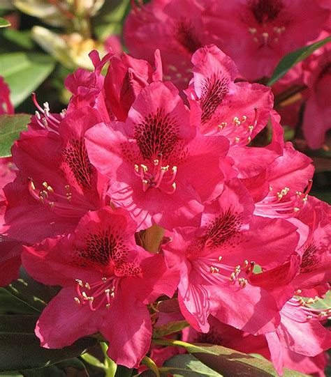 rhododendron nova zembla kennedys country gardens garden center scituate ma
