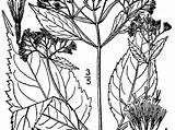 Ageratina Altissima Snakeroot Usda Sagebud Nrcs sketch template