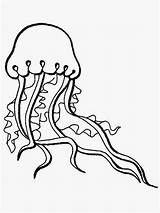 Medusa Marinhos Octopus Jellyfish Pintar Colorati Animali sketch template