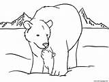 Colorir Polar Urso Atividades sketch template