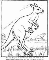 Wallaby Mammals Kangaroo sketch template