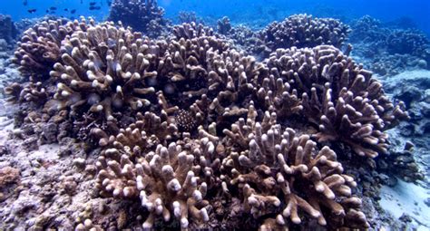 introduction  branching corals   indo pacific scuba diver life