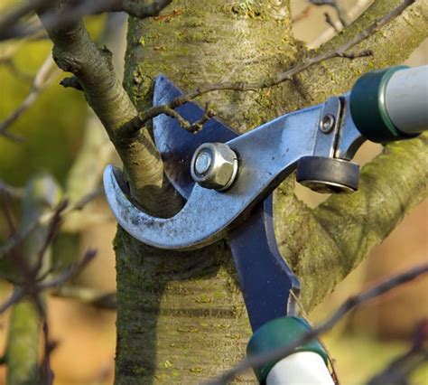beginners guide  tree pruning triangle gardener magazine