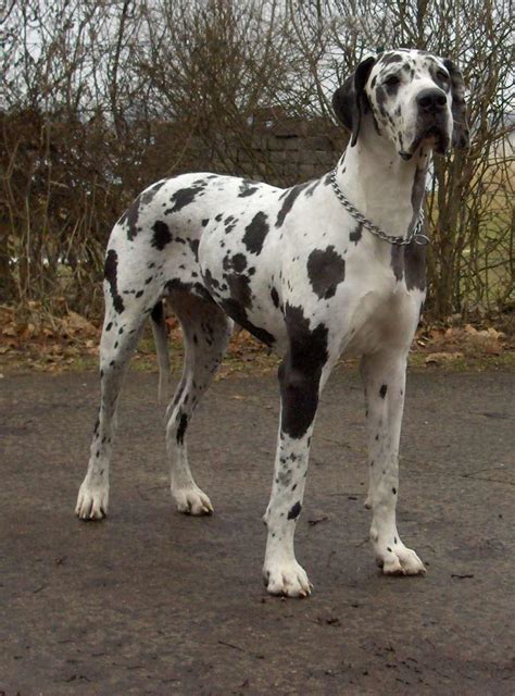 great dane dog breed information pictures