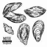 Muschel Gezeichnet Cozze Mussel Vektoren Mussels Sorten Icone Disegnati Freepik Vettore sketch template
