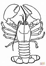 Lobster Coloring Pages Claws Drawing Big Lobsters Kids Cartoon Printable Getdrawings 480px 45kb sketch template