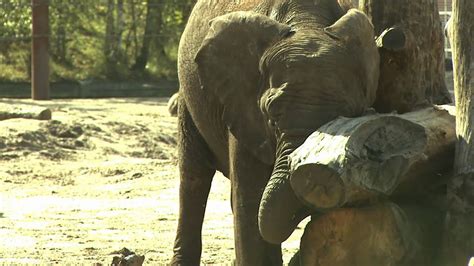 olifant safaripark beekse bergen youtube