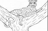 Leopard Coloring Amur Pages Leopards Getcolorings sketch template