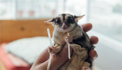 ban  sugar gliders constrictor snakes  proposals  tonights public health safety