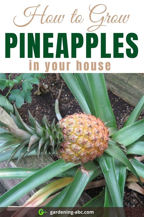 grow pineapple plants gardening abc