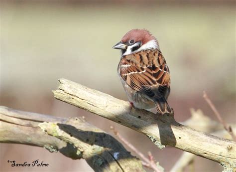 tree sparrow bird   sandra palme