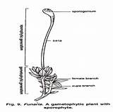 Labelled Draw Liverwort Diagram Gametophyte Male Sporophyte Female sketch template