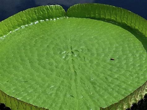 giant lily pad photograph by charlotte gray fine art america