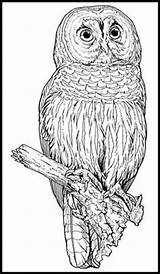 Coloring Owl Great Gray Pages Patterns Book Books Color Sheets Drawings Adult Drawing Wood Burning Pyrography Colouring Adults Emulsion Silkscreen sketch template