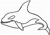 Whale Coloring Killer Pages Orca Outline Hideous Drawing Color Shamu Animals Colouring Printable Shark Getdrawings Paintingvalley Getcolorings Choose Board Collection sketch template
