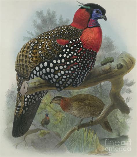 Crimson Bellied Tragopan Drawing By Joseph Wolf